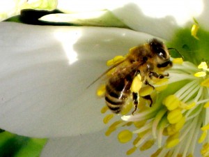 Biene auf Blüte.1